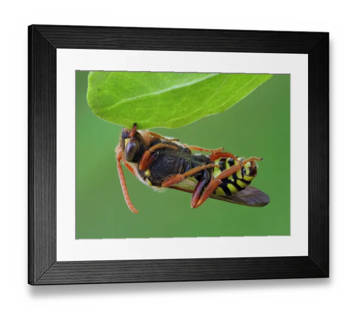 Framed Print : Focus Stacked image of a Cuckoo Bee (Nomada goodeniana) roosting by clamping onto vegetation with its mandibles and hanging on for the night. Photographed just after dawn. Hertfordshire, England, UK, May Framed Print : Focus Stacked image of a Cuckoo Bee (Nomada goodeniana) roosting by clamping onto vegetation with its mandibles and hanging on for the night. Photographed just after dawn. Hertfordshire, England, UK, May