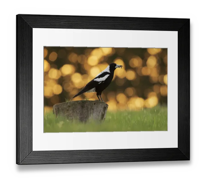 Framed Print : Male Australian magpie (Gymnorhina tibicen) standing on stump with beak full of moths, backlit. Canterbury, South Island, New Zealand Framed Print : Male Australian magpie (Gymnorhina tibicen) standing on stump with beak full of moths, backlit. Canterbury, South Island, New Zealand