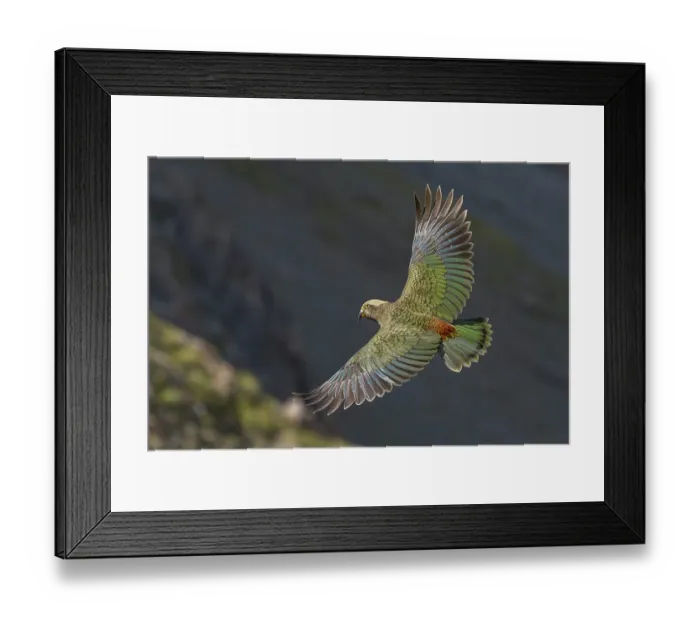 Framed Print : Juvenile Kea (Nestor notabilis) in flight. Arthur's Pass National Park, South Island, New Zealand. Endangered Species