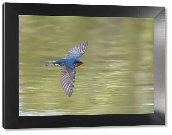 Welcome swallow (Hirundo neoxena) in flight over pond. Christchurch, New Zealand