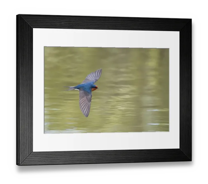 Framed Print : Welcome swallow (Hirundo neoxena) in flight over pond. Christchurch, New Zealand Framed Print : Welcome swallow (Hirundo neoxena) in flight over pond. Christchurch, New Zealand
