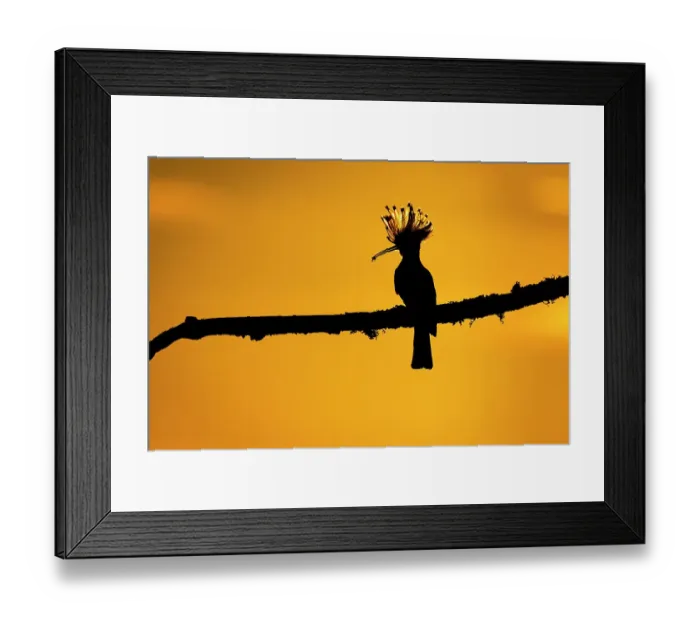 Framed Print : European Hoopoe (Upupa epops) silhouetted at sunset, with prey in beak. Vendee, France, May Framed Print : European Hoopoe (Upupa epops) silhouetted at sunset, with prey in beak. Vendee, France, May
