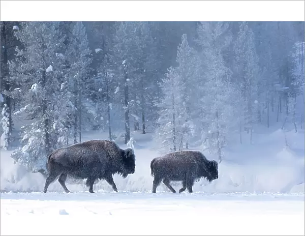 Bison (Bison bison) female with calf walking through snow in front of frost-covered forest, Yellowstone National Park, USA