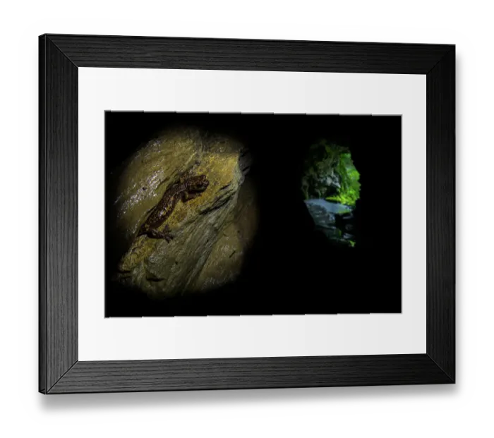 Framed Print : Strinati's cave salamander (Speleomantes strinatii) inside a cave with the cave's entrance visible on the right of the image. Genoa, Italy Framed Print : Strinati's cave salamander (Speleomantes strinatii) inside a cave with the cave's entrance visible on the right of the image. Genoa, Italy