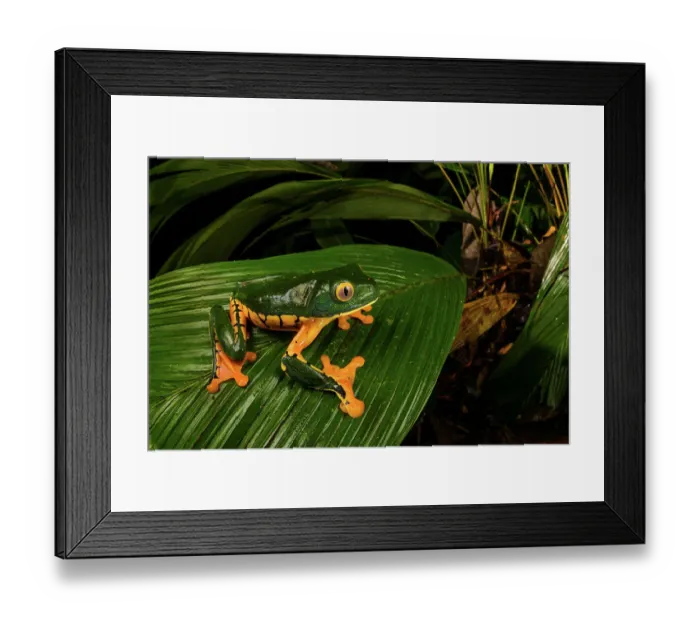 Framed Print : Sylvia's tree frog (Cruziohyla sylviae), Veragua rainforest, Costa Rica Framed Print : Sylvia's tree frog (Cruziohyla sylviae), Veragua rainforest, Costa Rica