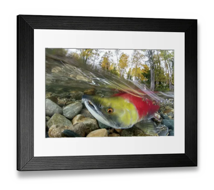 Framed Print : Split level photo of Sockeye salmon (Oncorhynchus nerka) swimming upstream, migrating back to the river of its birth to spawn. Trees showing autumnal colours. Adams river, British Columbia, Canada, October Framed Print : Split level photo of Sockeye salmon (Oncorhynchus nerka) swimming upstream, migrating back to the river of its birth to spawn. Trees showing autumnal colours. Adams river, British Columbia, Canada, October