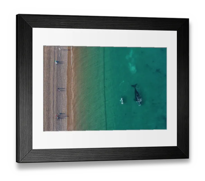Framed Print : Aerial view of tourists watching Southern right whales (Eubalaena australis) from the coast, Peninsula Valdes, El Doradillo Nature Reserve, Chubut Province, Patagonia, Argentina. August Framed Print : Aerial view of tourists watching Southern right whales (Eubalaena australis) from the coast, Peninsula Valdes, El Doradillo Nature Reserve, Chubut Province, Patagonia, Argentina. August