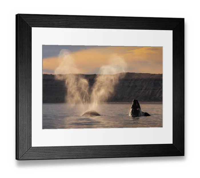 Framed Print : Southern Right whale (Eubalaena australis) mother blowing / spouting at surface, with calf breaching. Peninsula Valdes, Chubut Province, Patagonia, Argentina. August Framed Print : Southern Right whale (Eubalaena australis) mother blowing / spouting at surface, with calf breaching. Peninsula Valdes, Chubut Province, Patagonia, Argentina. August