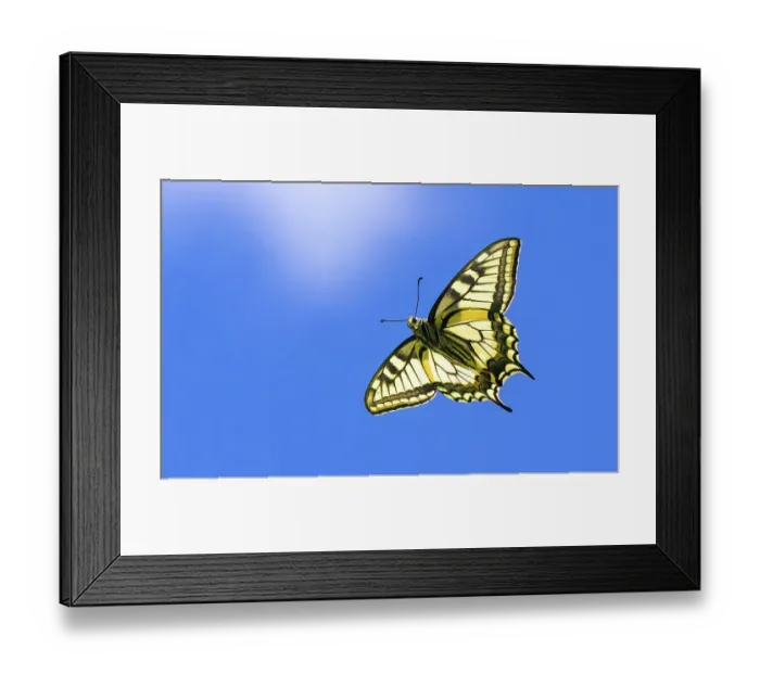 Framed Print : Swallowtail butterfly (Papilio machaon) in flight, Finland, June Framed Print : Swallowtail butterfly (Papilio machaon) in flight, Finland, June