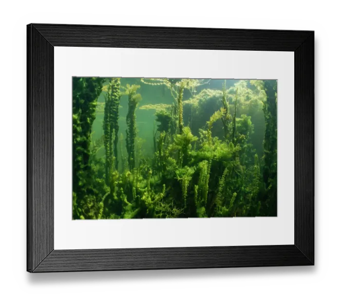 Framed Print : Underwater shot of aquatic plants in an oxbow lake of the River Aare, Haftli nature Reserve, Buren an der Aare, Switzerland Framed Print : Underwater shot of aquatic plants in an oxbow lake of the River Aare, Haftli nature Reserve, Buren an der Aare, Switzerland