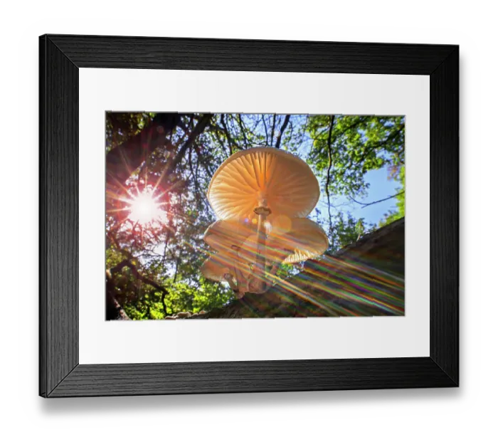 Framed Print : Refracted sun rays shining through foliage on Porcelain fungus (Oudemansiella mucida), Belgium. October Framed Print : Refracted sun rays shining through foliage on Porcelain fungus (Oudemansiella mucida), Belgium. October