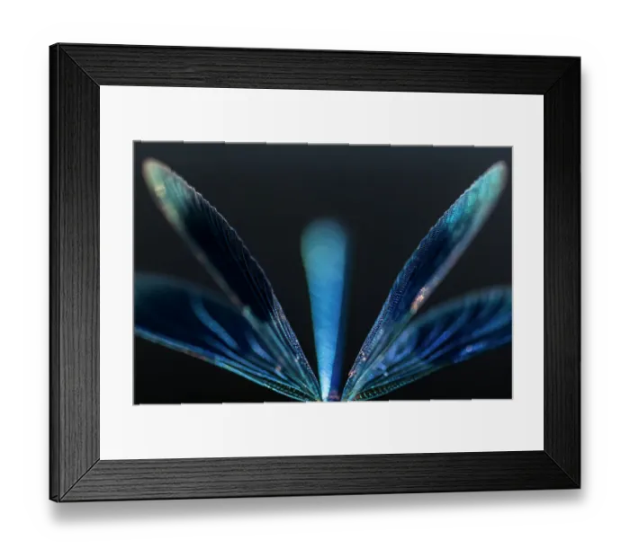 Framed Print : Male Banded demoiselle (Calopteryx splendens), abstract study of wings and body, Tamar Lakes, Cornwall, UK. June Framed Print : Male Banded demoiselle (Calopteryx splendens), abstract study of wings and body, Tamar Lakes, Cornwall, UK. June
