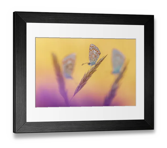 Framed Print : Common blue butterflies (Polyommatus icarus) roosting in morning light, Devon, UK. July Framed Print : Common blue butterflies (Polyommatus icarus) roosting in morning light, Devon, UK. July