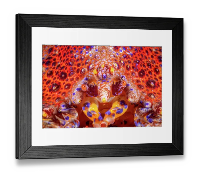 Framed Print : Puget Sound King crab (Lopholithodes mandtii) extreme close-up of face, Vancouver Island, British Columbia, Canada Framed Print : Puget Sound King crab (Lopholithodes mandtii) extreme close-up of face, Vancouver Island, British Columbia, Canada