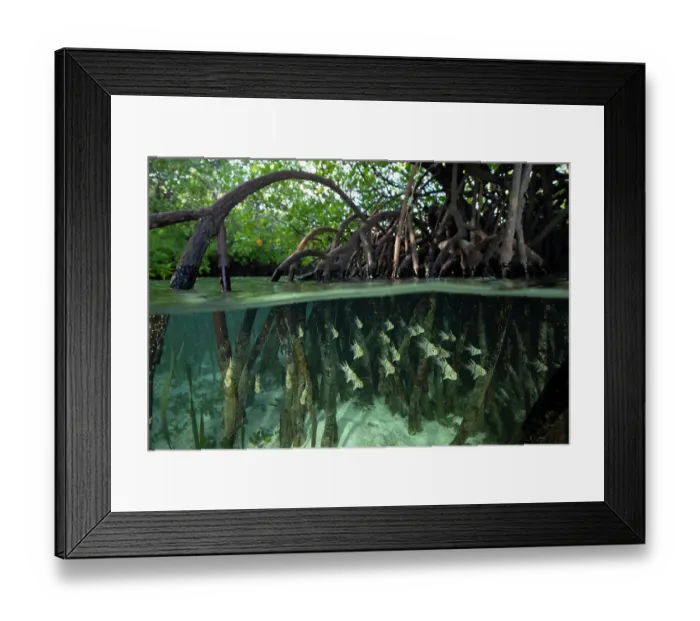 Framed Print : Orbiculate Cardinalfish (Sphaeramia orbicularis) school sheltering amongst roots of mangroves (Rhizophora sp. ) Gam Island, Raja Ampat Islands, West Papua, Indonesia Framed Print : Orbiculate Cardinalfish (Sphaeramia orbicularis) school sheltering amongst roots of mangroves (Rhizophora sp. ) Gam Island, Raja Ampat Islands, West Papua, Indonesia
