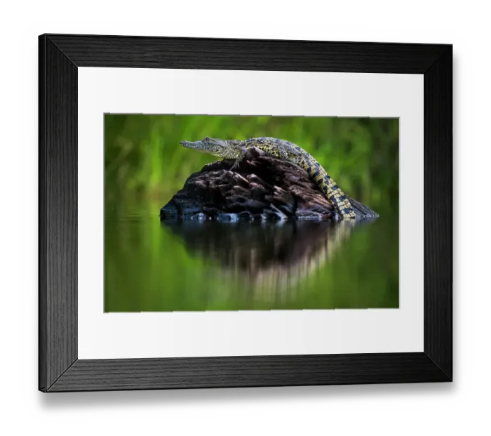Framed Print : Young Nile Crocodile (Crocodylus niloticus) basking on an exposed log, Chobe River, Botswana Framed Print : Young Nile Crocodile (Crocodylus niloticus) basking on an exposed log, Chobe River, Botswana