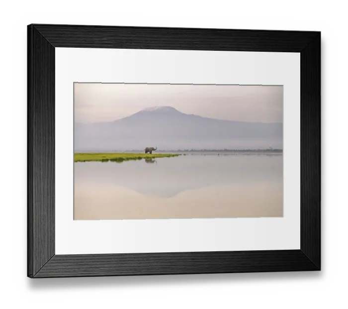 Framed Print : African elephant (Loxodonta africana) with Mount Kilimajaro in the background, Amboseli National Park, Kenya Framed Print : African elephant (Loxodonta africana) with Mount Kilimajaro in the background, Amboseli National Park, Kenya