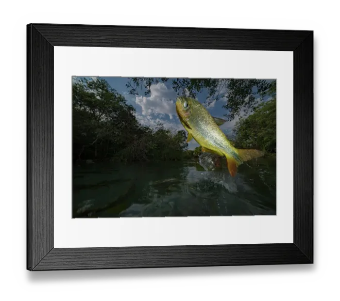 Framed Print : Piraputanga (Brycon hilarii) fish jumping out of water to catch fruit on overhanging branches, Brazil Framed Print : Piraputanga (Brycon hilarii) fish jumping out of water to catch fruit on overhanging branches, Brazil
