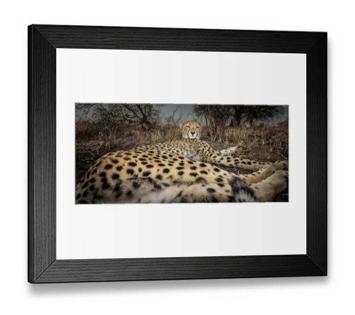 Framed Print : Cheetah (Acinonyx jubatus) resting, wild but habituated animal, Zimanga Game Reserve, South Africa