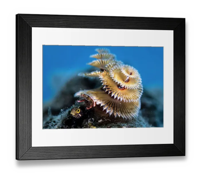 Framed Print : Secretary blenny (Acanthemblemaria maria) hiding underneath a Christmas tree worm (Spirobranchus giganteus) Bonaire, Caribbean Framed Print : Secretary blenny (Acanthemblemaria maria) hiding underneath a Christmas tree worm (Spirobranchus giganteus) Bonaire, Caribbean