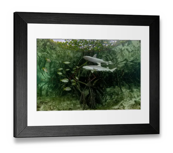 Framed Print : Lemon shark (Negaprion brevirostris) pup and school of fish swimming through Red mangrove (Rhizophora mangle) nursery, Eleuthera Island, Bahamas, North Atlantic Framed Print : Lemon shark (Negaprion brevirostris) pup and school of fish swimming through Red mangrove (Rhizophora mangle) nursery, Eleuthera Island, Bahamas, North Atlantic