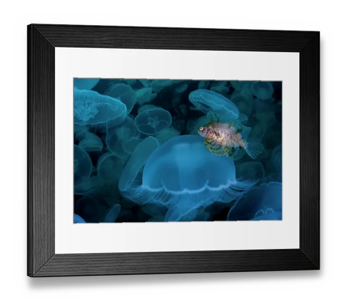 Framed Print : Crested sculpin (Blepsias bilobus) hiding in smack of Moon jellyfish (Aurelia aurita), Prince William Sound, Alaska, USA, Pacific Ocean Framed Print : Crested sculpin (Blepsias bilobus) hiding in smack of Moon jellyfish (Aurelia aurita), Prince William Sound, Alaska, USA, Pacific Ocean