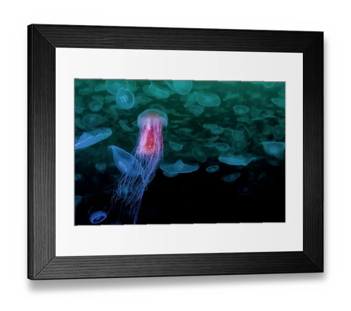 Framed Print : Lion's mane jellyfish (Cyanea capillata) preying upon smack of Moon jellyfish (Aurelia aurita), Prince William Sound, Alaska, USA, Pacific Ocean Framed Print : Lion's mane jellyfish (Cyanea capillata) preying upon smack of Moon jellyfish (Aurelia aurita), Prince William Sound, Alaska, USA, Pacific Ocean