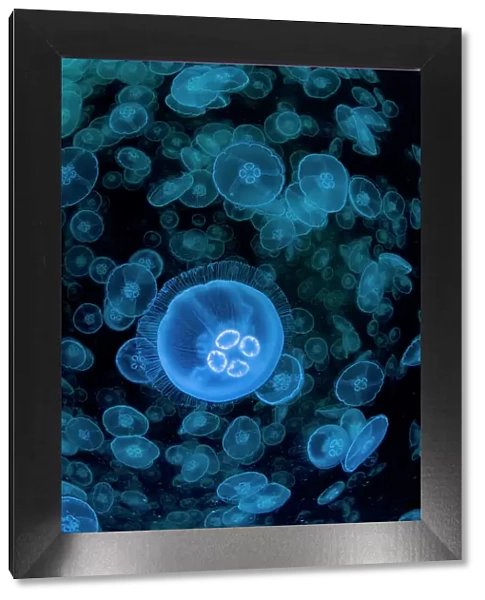Smack of Moon jellyfish (Aurelia aurita), Prince William Sound, Alaska, USA, Pacific Ocean