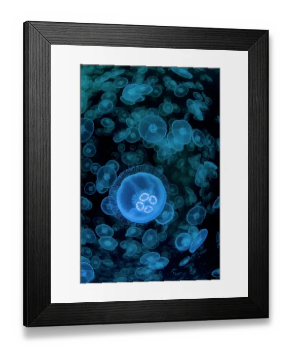 Framed Print : Smack of Moon jellyfish (Aurelia aurita), Prince William Sound, Alaska, USA, Pacific Ocean Framed Print : Smack of Moon jellyfish (Aurelia aurita), Prince William Sound, Alaska, USA, Pacific Ocean