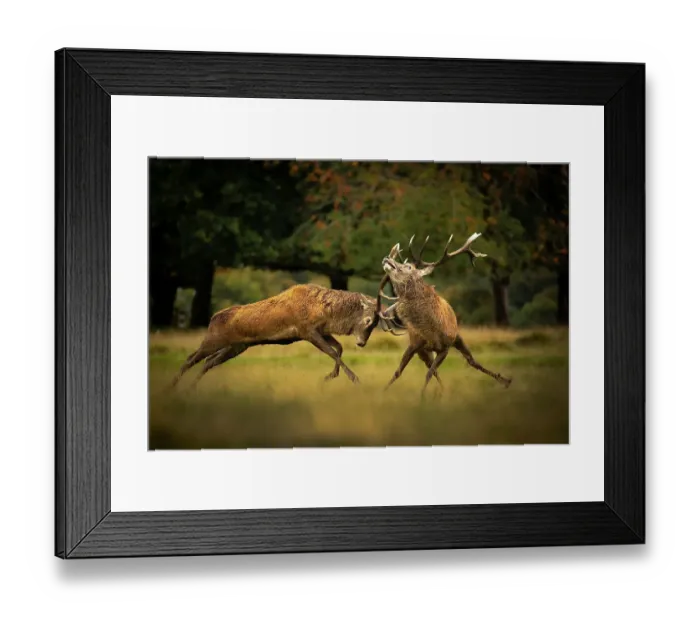 Framed Print : Two Red deer (Cervus elaphus) stags, fighting during the rut, Cheshire, UK. July Framed Print : Two Red deer (Cervus elaphus) stags, fighting during the rut, Cheshire, UK. July