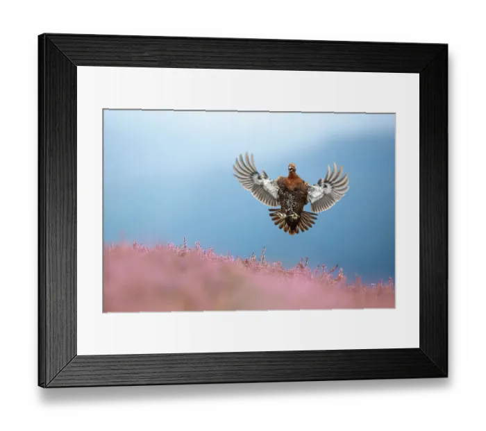 Framed Print : Red grouse (Lagopus lagopus) coming in to land on flowering Heather (Calluna vulgaris), Yorkshire, UK. September Framed Print : Red grouse (Lagopus lagopus) coming in to land on flowering Heather (Calluna vulgaris), Yorkshire, UK. September