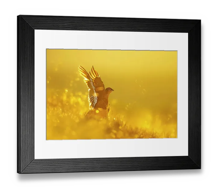 Framed Print : Red grouse (Lagopus lagopus) stretching wings at sunrise, Peak District National Park, UK. August Framed Print : Red grouse (Lagopus lagopus) stretching wings at sunrise, Peak District National Park, UK. August