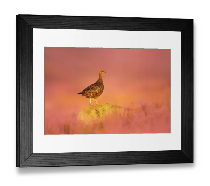 Framed Print : Red grouse (Lagopus lagopus) standing on gritstone rock at sunrise, Peak District National Park, UK. August Framed Print : Red grouse (Lagopus lagopus) standing on gritstone rock at sunrise, Peak District National Park, UK. August