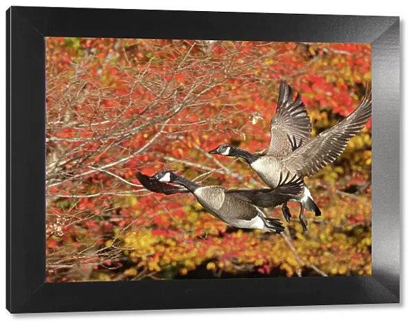 Two Canada geese (Branta canadensis) in flight with autumn foliage behind, Maryland, USA. October