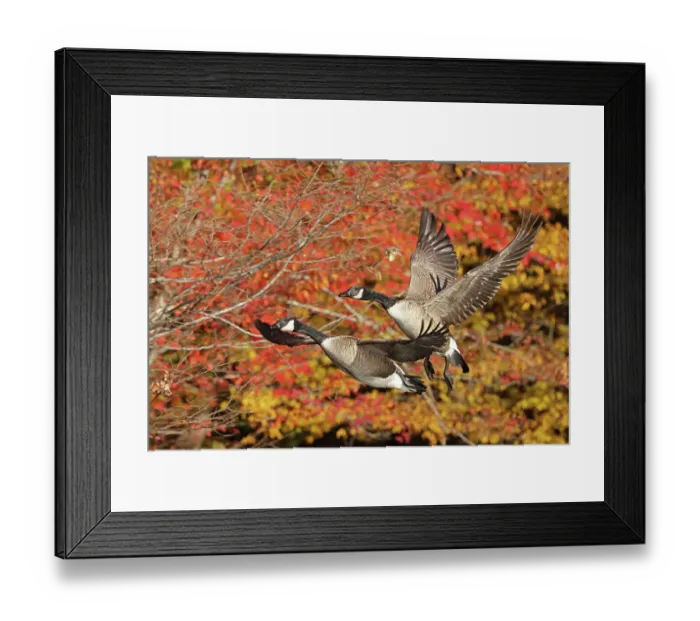 Framed Print : Two Canada geese (Branta canadensis) in flight with autumn foliage behind, Maryland, USA. October Framed Print : Two Canada geese (Branta canadensis) in flight with autumn foliage behind, Maryland, USA. October