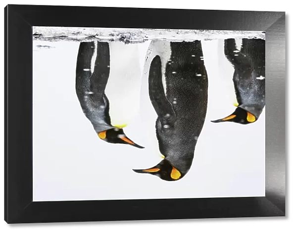 Three King penguins (Aptenodytes patagonicus) reflections in water, Salisbury Plain, South Georgia, Southern Ocean