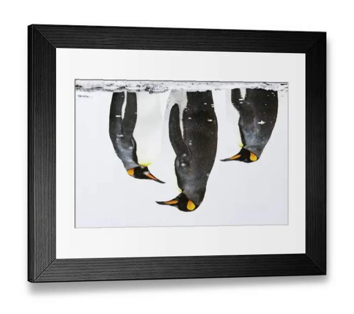 Framed Print : Three King penguins (Aptenodytes patagonicus) reflections in water, Salisbury Plain, South Georgia, Southern Ocean Framed Print : Three King penguins (Aptenodytes patagonicus) reflections in water, Salisbury Plain, South Georgia, Southern Ocean