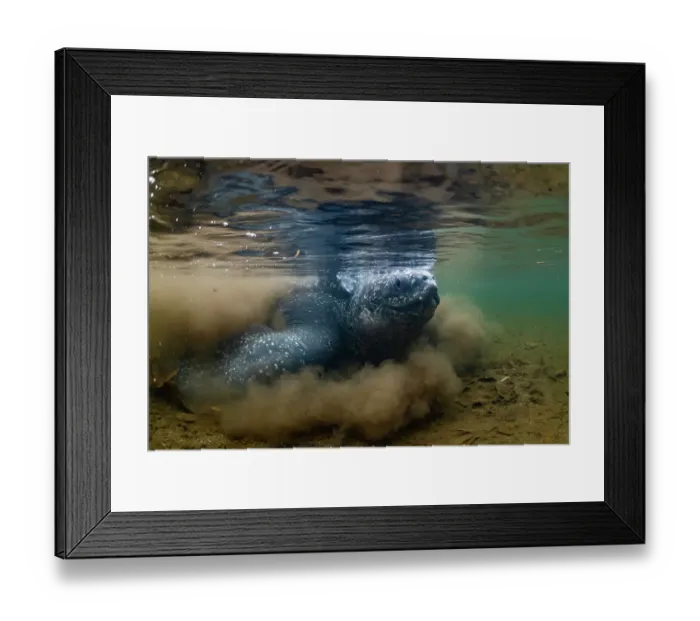 Framed Print : Leatherback turtle (Dermochelys coriacea) female, in shallow river, trying to find her way back to the sea after laying eggs on a sandbar, Grande Riviere, Trinidad Island, Trinidad & Tobago, Caribbean