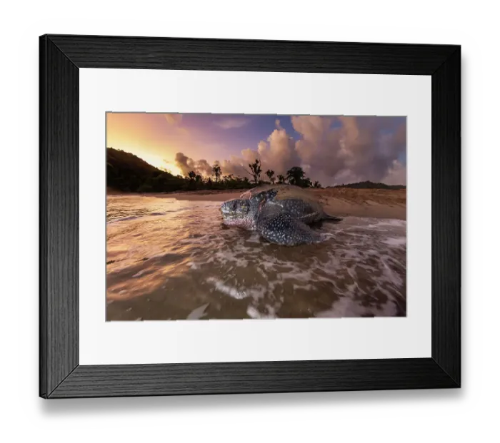 Framed Print : Leatherback turtle (Dermochelys coriacea) female, returning to sea at dawn after nesting on beach, Grande Riviere, Trinidad Island, Trinidad & Tobago, Caribbean Sea Framed Print : Leatherback turtle (Dermochelys coriacea) female, returning to sea at dawn after nesting on beach, Grande Riviere, Trinidad Island, Trinidad & Tobago, Caribbean Sea