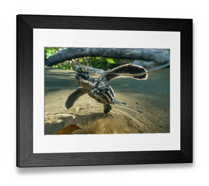 Framed Print : Leatherback turtle (Dermochelys coriacea) hatchling, swimming vigorously across a rainwater pool toward the sea just after leaving nest, Grande Riviere, Trinidad Island, Trinidad & Tobago, Caribbean Framed Print : Leatherback turtle (Dermochelys coriacea) hatchling, swimming vigorously across a rainwater pool toward the sea just after leaving nest, Grande Riviere, Trinidad Island, Trinidad & Tobago, Caribbean