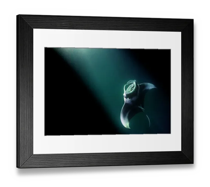 Framed Print : Manta ray (Mobula alfredi) feeding on plankton aggregated in the lights from a boat at night, North Ari Atoll, Maldives, Indian Ocean Framed Print : Manta ray (Mobula alfredi) feeding on plankton aggregated in the lights from a boat at night, North Ari Atoll, Maldives, Indian Ocean