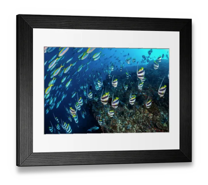 Framed Print : Schooling bannerfish (Heniochus diphreutes) and Yellowback fusiliers (Caesio xanthonota) diving down close to the coral reef as predators approach, North Ari Atoll, Maldives, Indian Ocean Framed Print : Schooling bannerfish (Heniochus diphreutes) and Yellowback fusiliers (Caesio xanthonota) diving down close to the coral reef as predators approach, North Ari Atoll, Maldives, Indian Ocean
