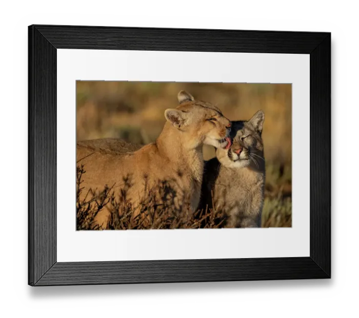 Framed Print : Puma (Puma concolor) female, grooming her cub, Torres del Paine National Park, Magallanes, Chile Framed Print : Puma (Puma concolor) female, grooming her cub, Torres del Paine National Park, Magallanes, Chile