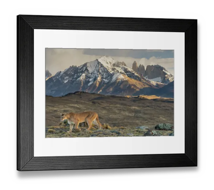 Framed Print : Puma (Puma concolor) walking with the Torres del Paine mountains in background, Torres del Paine National Park, Magallanes, Chile Framed Print : Puma (Puma concolor) walking with the Torres del Paine mountains in background, Torres del Paine National Park, Magallanes, Chile