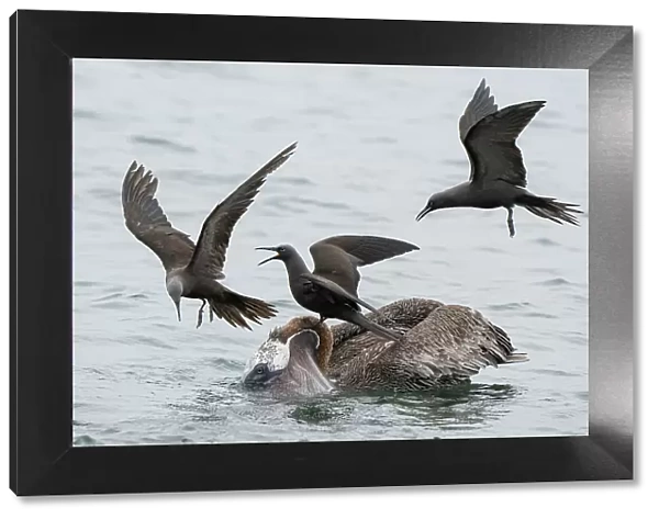 Three Brown noddies  /  Common noddies (Anous stolidus) trying to steal a fish from a Brown pelican (Pelecanus occidentalis), Santiago Island, Galapagos Islands, Pacific Ocean