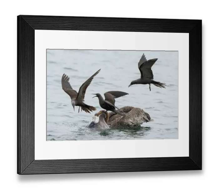 Framed Print : Three Brown noddies / Common noddies (Anous stolidus) trying to steal a fish from a Brown pelican (Pelecanus occidentalis), Santiago Island, Galapagos Islands, Pacific Ocean Framed Print : Three Brown noddies / Common noddies (Anous stolidus) trying to steal a fish from a Brown pelican (Pelecanus occidentalis), Santiago Island, Galapagos Islands, Pacific Ocean