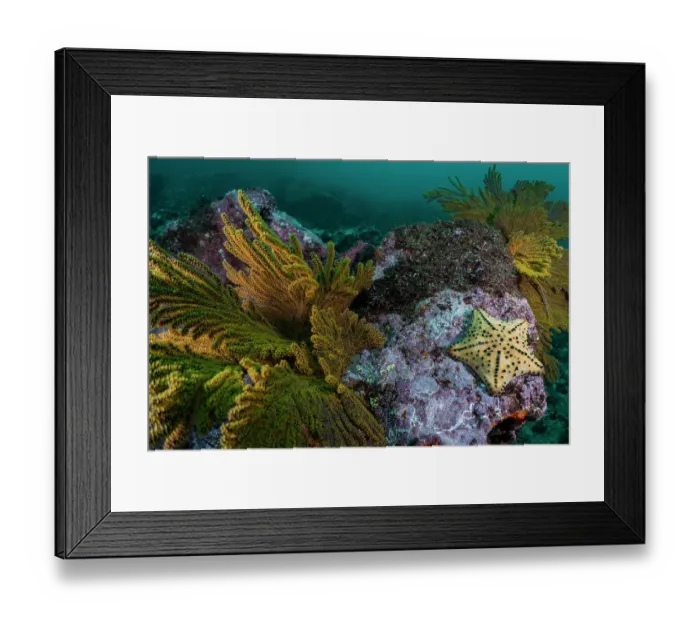 Framed Print : Horned sea star  /  Chocolate chip sea star (Protoreaster nodosus) on the rocky seabed, Isabela Island, Galapagos Islands, Pacific Ocean