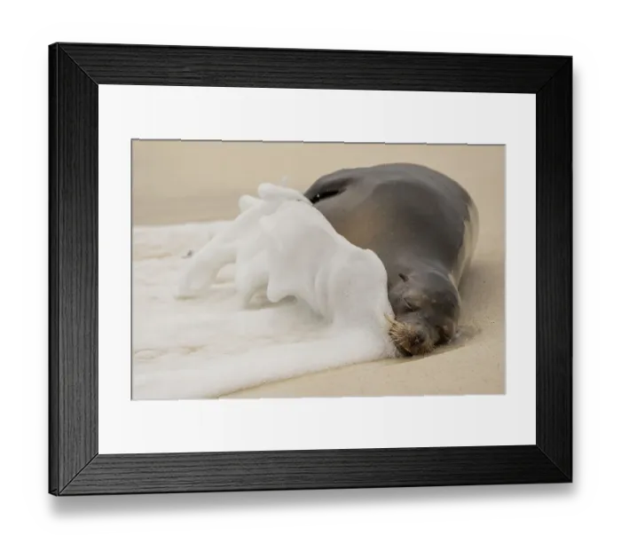 Framed Print : Galapagos sea lion (Zalophus wollebaeki) resting on beach getting caught in foamy tide, Espanola Island, Galapagos Islands, Ecuador Framed Print : Galapagos sea lion (Zalophus wollebaeki) resting on beach getting caught in foamy tide, Espanola Island, Galapagos Islands, Ecuador