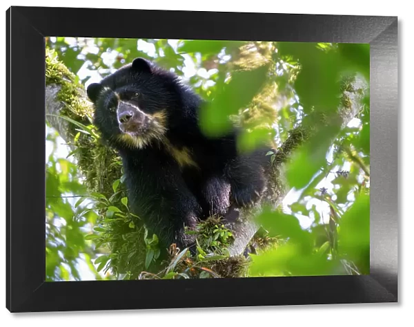 Andean bear  /  Spectacled bear (Tremarctos ornatus) looking down from a branch in the cloudforest, Maquipucuna, Pichincha, Ecuador