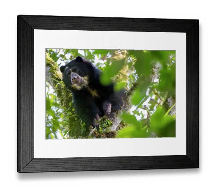 Framed Print : Andean bear / Spectacled bear (Tremarctos ornatus) looking down from a branch in the cloudforest, Maquipucuna, Pichincha, Ecuador Framed Print : Andean bear / Spectacled bear (Tremarctos ornatus) looking down from a branch in the cloudforest, Maquipucuna, Pichincha, Ecuador